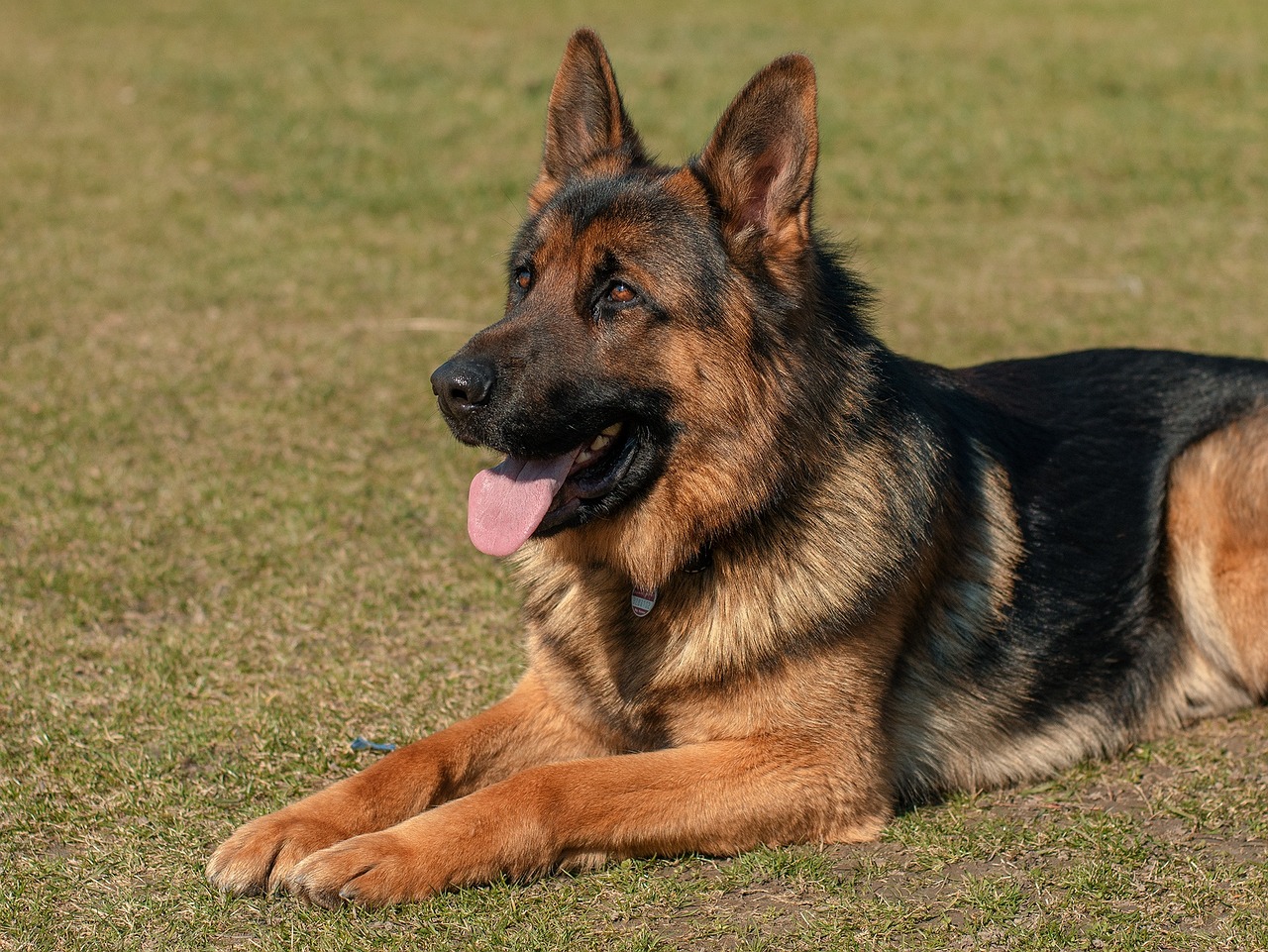 a German Shepherd dog